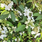 VIBURNUM WATANABE (2)-min