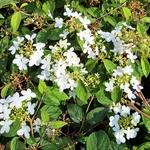 VIBURNUM WATANABE-min