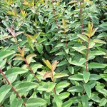 HYPERICUM HIDCOTE (3)-min