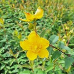 HYPERICUM HIDCOTE-min