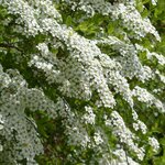 SPIRAEA GREFSHEIM 2 W-min
