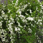 SPIRAEA GREFSHEIM W-min