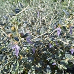TEUCRIUM FRUTICANS (2)-min