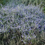 TEUCRIUM FRUTICANS 2 W-min