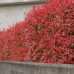 PHOTINIA RED ROBIN 3 W-min