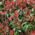 PHOTINIA RED ROBIN W-min