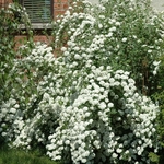 SPIRAEA VANHOUTTEI W-min