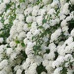 SPIRAEA VANHOUTTEI 2 W-min