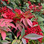 NANDINA DOMESTICA W-min