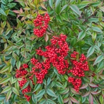 NANDINA DOMESTICA 2 W-min