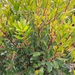 ARBUTUS UNEDO (2)