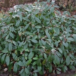 VIBURNUM DAVIDII 2 W-min