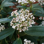 VIBURNUM DAVIDII 3 W-min
