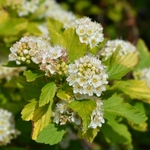 PHYSOCARPUS NUGGET 2 W-min