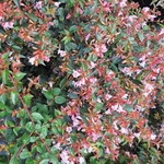 ABELIA EDWARD GOUCHER-min