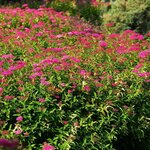 SPIRAEA ANTHONY WATERER 2 W-min