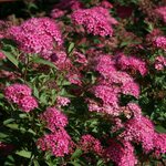 SPIRAEA ANTHONY WATERER W-min