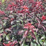 PRUNUS CISTENA-min