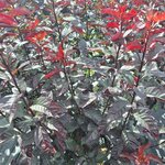 PRUNUS CISTENA (2)-min