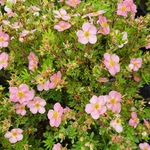 POTENTILLA ROSEA (2)-min