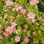 POTENTILLA ROSEA-min