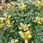 OSMANTHUS GOSHIKI (2)-min