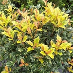OSMANTHUS GOSHIKI-min