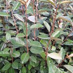 ELAEAGNUS EBBINGEI (2)-min