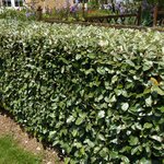 ELAEAGNUS EBBINGEI W-min