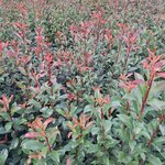 PHOTINIA CARRE ROUGE-min