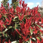 PHOTINIA CARRE ROUGE W 2-min