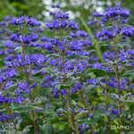 CARYOPTERIS GRAND BLEU SAPHO (2)-min