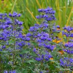 CARYOPTERIS GRAND BLEU SAPHO (3)-min
