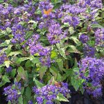 CARYOPTERIS GRAND BLEU (2)-min