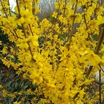FORSYTHIA LYNWOOD GOLD W-min