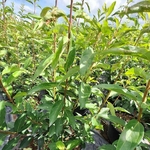 FORSYTHIA LYNWOOD GOLD (2)-min