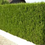THUYA ATROVIRENS 2 W-min