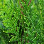 THUYA ATROVIRENS 3 W-min