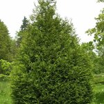 THUYA ATROVIRENS W-min