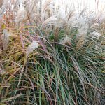 MISCANTHUS KASKADE W-min