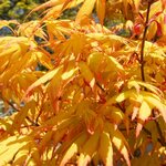 ACER ORANGE DREAM 3 W-min