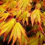 ACER ORANGE DREAM 2 W-min