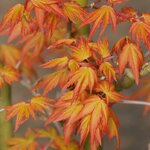 ACER ORANGE DREAM 2 W.jpg-min