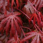 ACER TROMPENBURG W-min