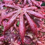 ACER PALMATUM TROMPENBURG W-min