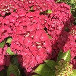 HYDRANGEA MACRO ROYAL RED 2 W-min