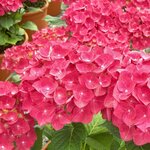 HYDRANGEA MACRO ROYAL RED W-min