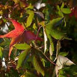 LIQUIDAMBAR STYRACIFLUA WF (2)-min