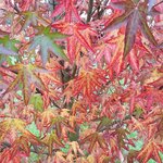 LIQUIDAMBAR STYRACIFLUA-min