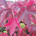 LIQUIDAMBAR STYRACIFLUA WF-min